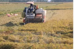Workshop looks to promote clean production in rice value chain
