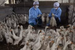 A/H5N1 avian flu spotted in Bac Ninh