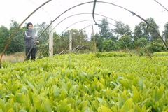 Farmers reap benefits of planting local trees