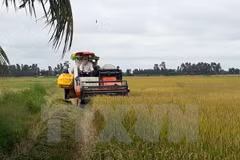Summer-autumn rice crop output hits record in Long An