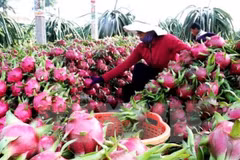 Vietnam seeks ways to boost fruit, veggie exports to EU