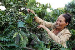 Coffee value to increase despite output dropping