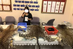 Wildlife products seized at Tan Son Nhat Airport