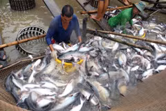 Vietnam, Norway confer on aquaculture