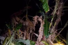 Wild elephants destroy crops in Dak Lak