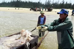 Deputy PM asks to complete marine incident compensation in November 
