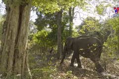 National Parks combining tourism with wildlife conservation