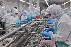Processing frozen shrimps for export (Photo: VNA)