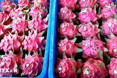  Vietnamese red-flesh dragon fruit. (Photo: VNA)