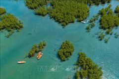 An aerial view of the Dam Bay mangrove forest in Nha Trang Bay in Khanh Hoa province. (Photo: VNA)