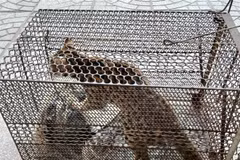 The 1.7kg leopard cat (Prionailurus bengalensis) handed over to the wildlife rescue, conservation, and development centre of the Phong Nha - Ke Bang National Park on May 3. (Photo: VNA)