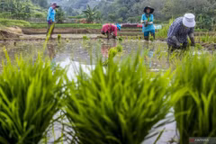 Farmers plant rice in West Bandung, West Java, on October 23, 2024. (ANTARA FOTO/Abdan Syakura/agr/Spt)