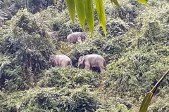 Quang Nam province seeks solutions to preserve elephants