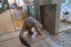 Endangered sunda pangolin released into wild in Thua Thien-Hue