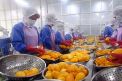 Vietnam’s quest to turn fruit export potential into power