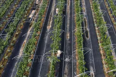 Hanoi promotes hi-tech agricultural production