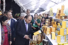 Great potential for Vietnam to develop billions-USD ginseng industry: President