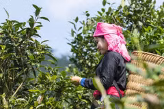 Efforts to promote value of Bac Ha Shan Tuyet tea