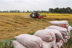 Measures proposed to address food security vulnerabilities exposed by COVID-19 in SE Asia