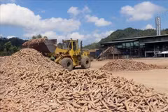 Suspending VAT refunds will harm cassava industry