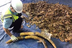 Six tonnes of ivory and pangolin scales seized at Tien Sa port