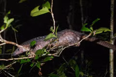 Two endangered animals handed over to national park