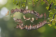 Vietnamese photographer wins prizes at Spring Clicks 2022