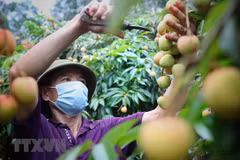 Thai retail corporation to sell some 1,000 tonnes of lychees 
