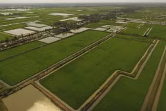 Ca Mau to grow other crops on 2,000ha of rice fields