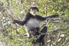Endangered animals to be protected in Quang Ngai, Dong Nai provinces