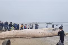 Thanh Hoa: 10-tonne whale carcass buried