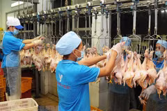 Vietnam earns nearly 1 billion USD from exporting animals, animal products