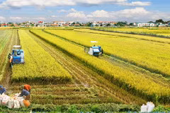 Vietnam pushes forward economic ties with Egypt 