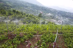 Hanoi: hi-tech farm produce to account for 70% by 2025
