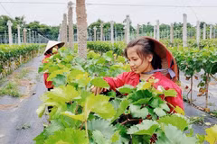 Hanoi focuses on developing hi-tech, organic agriculture in new strategy