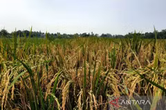 Indonesia’s rice production estimated at 32 million tonnes this year