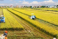 Mekong Delta to develop 1 million hectares of high-quality rice