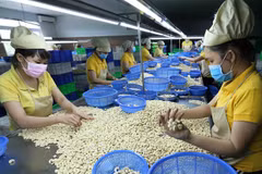 Vietnam Cashew Association lowers export target amid weak demand