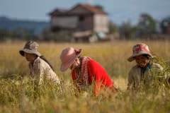 Cambodia’s rice export up 16% in H1