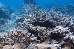 Khanh Hoa exerts efforts to preserve marine ecosystems 