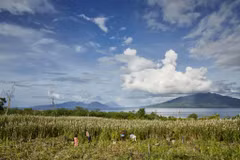Indonesia grows sorghum to ease reliance on rice 
