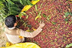 Ample room remains for Vietnam’s exports to Middle East