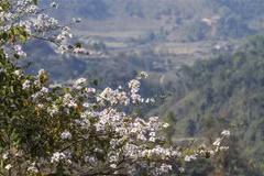 Ban flowers brighten northern mountainous province