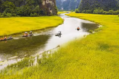 Tam Coc – Bich Dong blanketed with ripen paddy fields 