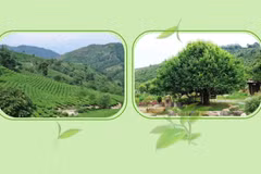 Suoi Giang ancient tea trees in Yen Bai province