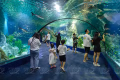 Aquatic wonders at Lotte World Hanoi Aquarium