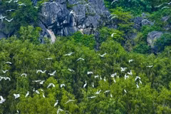 Vietnam promotes cooperation on nature preservation with WWF
