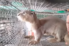 Risky human-animal interaction can lead to serious disease outbreaks: WWF report