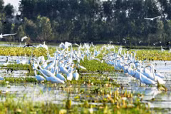 Photo contest on conservation, sustainable use of wetlands calls for entries