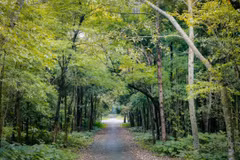Forestry production expected to rise 5.5 percent annually in 2021-2025 period